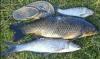 1250_14072009143-001_thumb.jpg