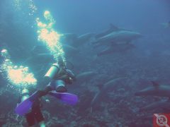 Дельфины на рифе Абу Нухас - 8