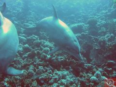 Дельфины на рифе Абу Нухас - 5