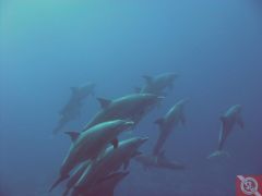 Дельфины на рифе Абу Нухас - 9