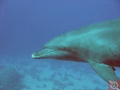 Дельфины на рифе Абу Нухас - 7