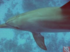 Дельфины на рифе Абу Нухас - 10