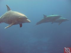 Дельфины на рифе Абу Нухас - 12