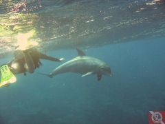 Дельфины на рифе Абу Нухас - 13