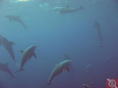 Дельфины на рифе Абу Нухас - 11