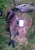 1404_010_thumb.gif