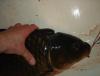 1506_DSC05817_thumb.JPG