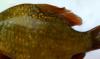 1557_0352_thumb.jpg