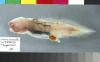 22_aphyonus_thumb.jpg