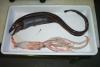 22_basketwork_eel_thumb.jpg