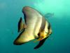 22_batfish_thai_thumb.jpg