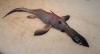 22_chimaera_pup_thumb.jpg