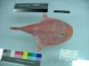 22_coffinfish_thumb.jpg