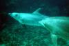 22_dolfin_egupt1_thumb.jpg