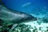 22_dolfin_egupt_thumb.jpg