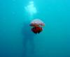 22_jellyfish_thai_thumb.jpg