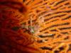 22_krab_shrim_thai_thumb.jpg
