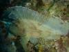22_listfish_mindoro_thumb.jpg