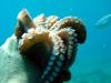 22_octropus_turkey1_thumb.jpg