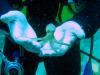 22_oktopus_turkey_thumb.jpg