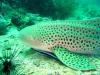 22_shark_thai_thumb.jpg