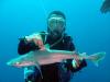 22_shark_turkey1_thumb.jpg