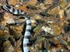 22_snake_thai_thumb.jpg