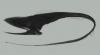 22_umbrella_mouth_gulper_eel_thumb.jpg