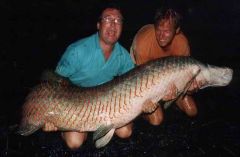 More information about "ARAPAIMA"