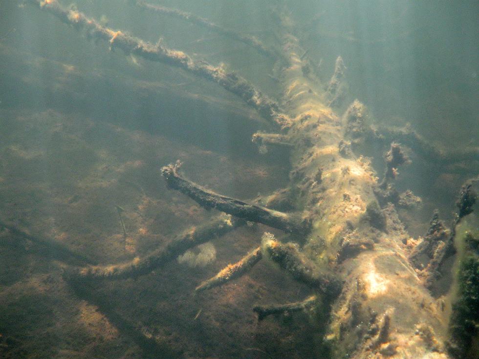 подводное фото озеро Окуневец