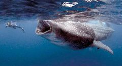 Самая крупная из акул   китовая   только выглядит пугающе. Для человека она не опасна, так как питается планктоном
