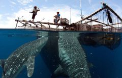 Китовые акулы. Длина этих гигантских хищников может достигать двенадцати метров.