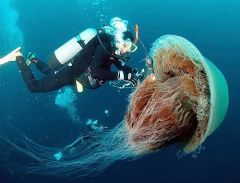 Самая большая медуза