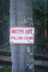 Осторожно, падают кокосы!
