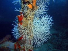 Wreck "Balena". Мягкие кораллы