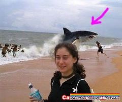 Med 10 greatest animal photobombs Of All time