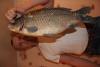 karas_3320_bocman_2.jpg