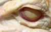 post-2442-0-90911300-1360497134_thumb.jpg