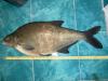 bream_3920_aleksander_2.jpg