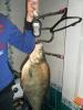 bream_3920_aleksander_4.jpg