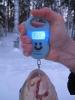 amur_15850_paha_4.jpg