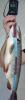 post-4609-018542000 1338814360_thumb.jpg
