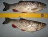chub_1720_yuri_chernookiy_3.jpg