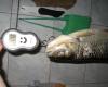 chub_1720_yuri_chernookiy_2.jpg