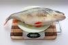 perch_1690_bocman_1.jpg