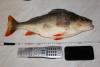 perch_1690_bocman_7.jpg