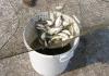 seeding_2009_2.jpg
