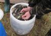 seeding_2009_4.jpg