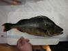 perch_1270_slade_2.jpg