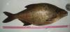 bream_3140_Alex-1979-2008.jpg